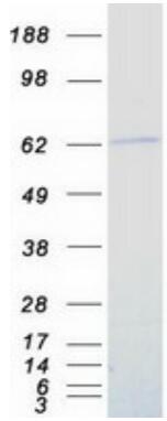 Coomassie blue staining of purified NR2C2 protein.